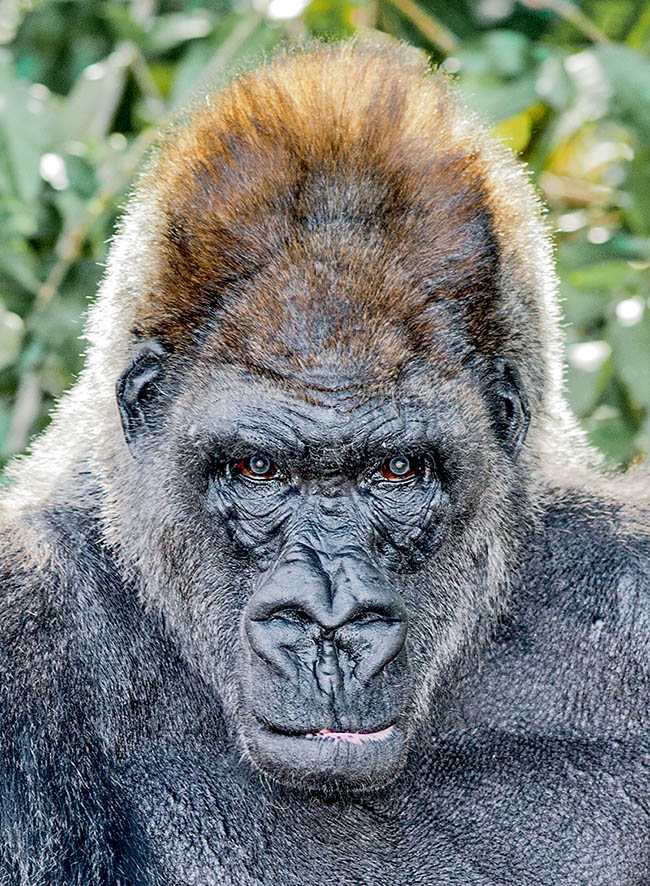 Mesurant environ 180 cm et pesant 180 kg, le Gorille (Gorilla gorilla) est le plus grand des Primates 