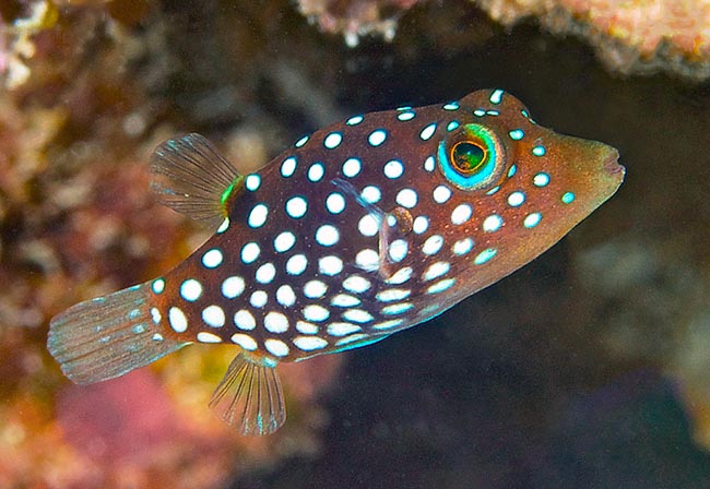 Canthigaster jactator, Tetraodontidae