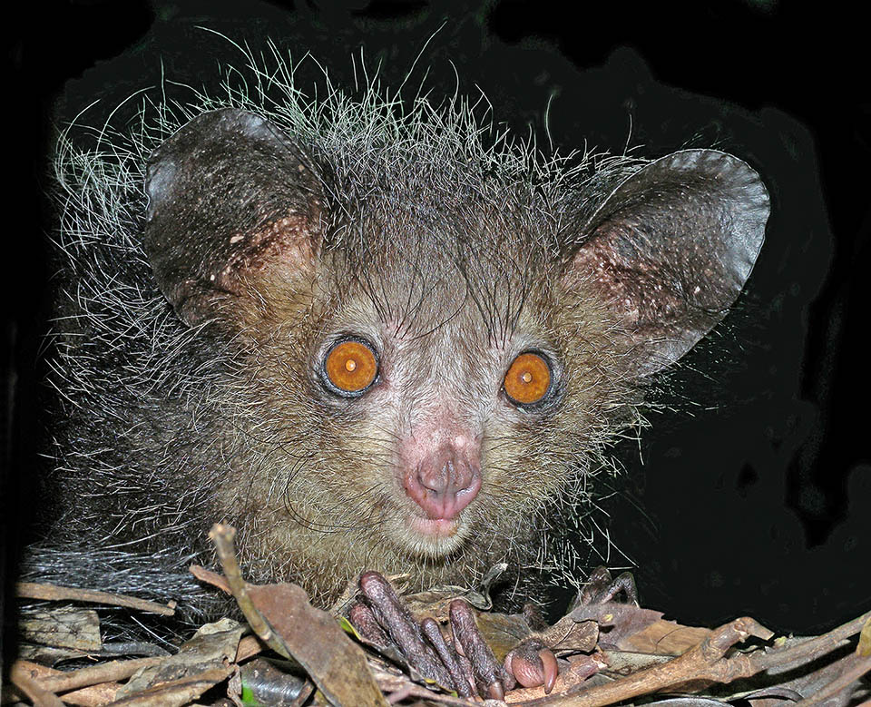 Conversely the Aye-aye (Daubentonia madagascariensis) is a rare guest that only the great zoos may allow. Tapping with the sharp claw of the long middle finger the barks of the trees, discovers from the echo the presence of insects larvae. With its strong teeth lays bare the tunnels, and takes them out using the claw like a fork