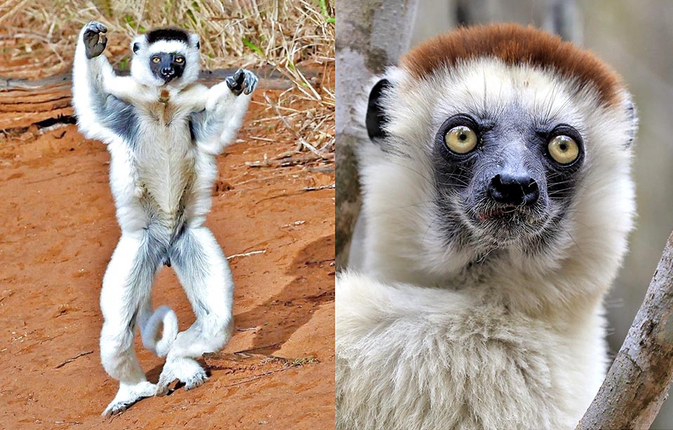 Né pour se mouvoir dans les arbres, Propithecus verreauxi se déplace par bonds latéraux sur le sol selon une étrange démarche dansante 