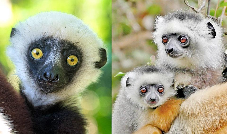 Los propithecus son lémures diurnos de tamaño mediano con una cara redonda, negra y sin pelo y un pelaje largo y sedoso 