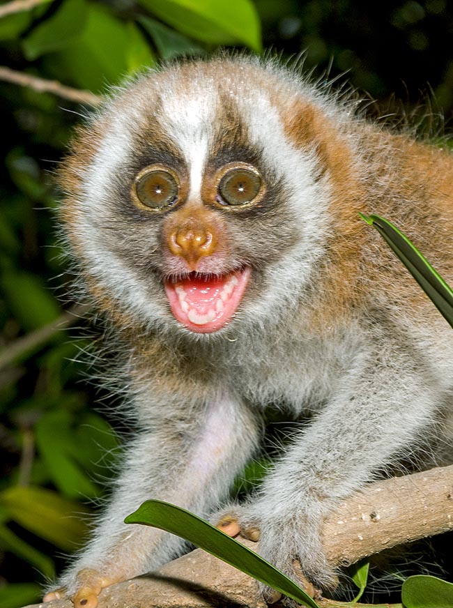 Qui dirait que ce singe souriant, un Nycticebus coucang, pourrait être mortel pour l'homme ? Les glandes situées à l'intérieur des coudes produisent en effet un puissant poison que l'animal répand souvent sur sa fourrure comme arme de défense 