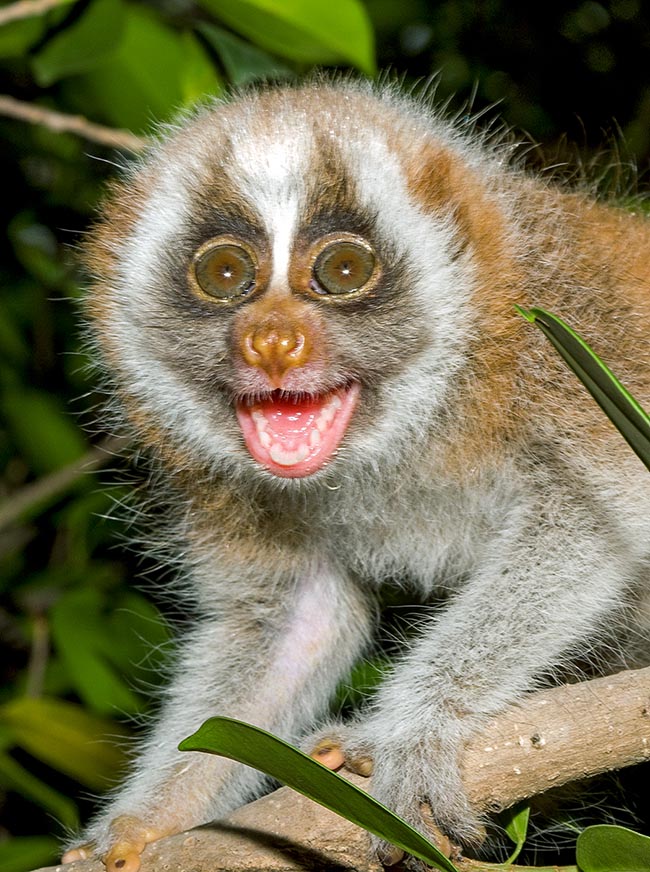 Who would say that this smiling little monkey, a Nycticebus ciucang, may be deadly to man? In fact glands placed inside the elbows produce a strong venom that the animal spreads often on the hair as a defense weapon © Giuseppe Mazza