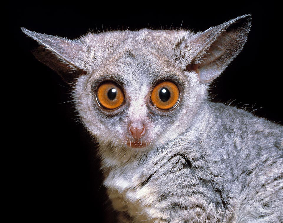 Del tutto innocuo il Galago senegalensis comunica nel buio della notte con i suoi simili usando o tipi diversi di richiamo