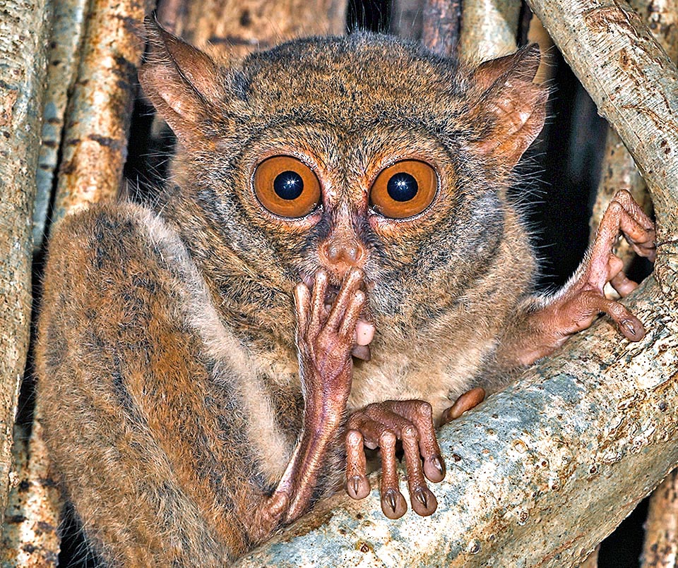 Les Tarsiidés sont des primates caractérisés par de grands yeux globulaires, des pavillons d'oreille développés et très mobiles ainsi que de longs doigts à l'extrémité enflée 