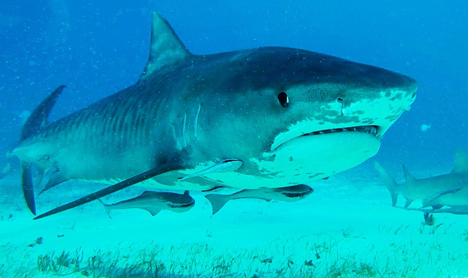 Ici avec deux rémoras (Echeneis naucrates). Le dos est sombre, aux rayures noirâtres verticales, plus marquées chez les jeunes, qui ont contribué à l’appellation de tigre © Sebastiano Guido