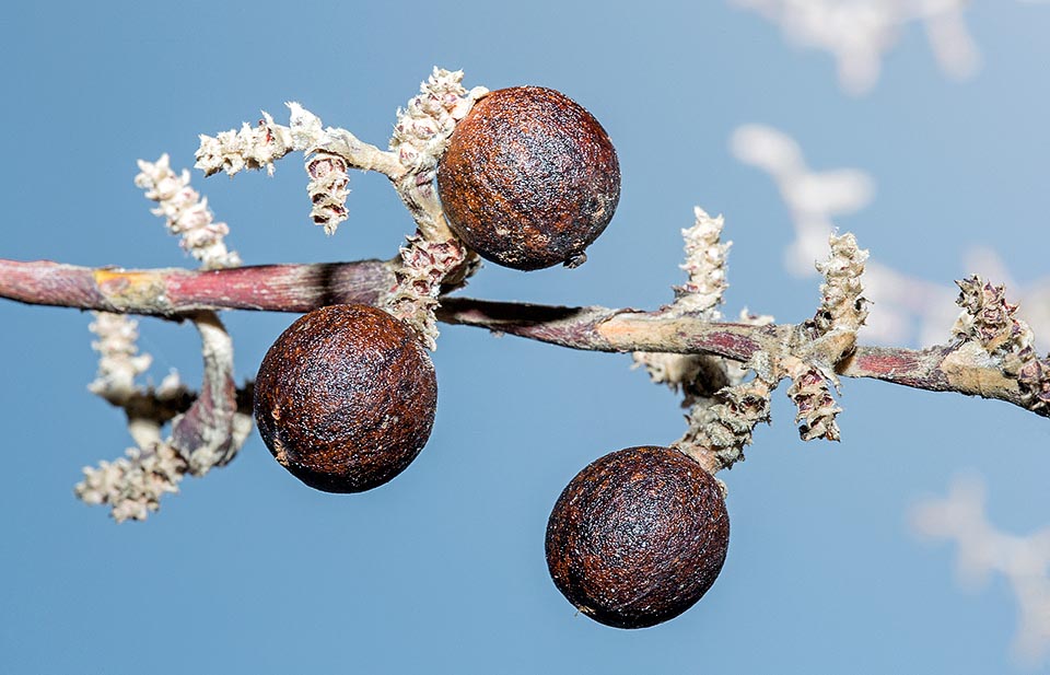 Les fruits globuleux, de 1,8-2 cm de diamètre, sont noirs à maturité et ne contiennent qu’une graine ronde de 1,5 cm © Giuseppe Mazza