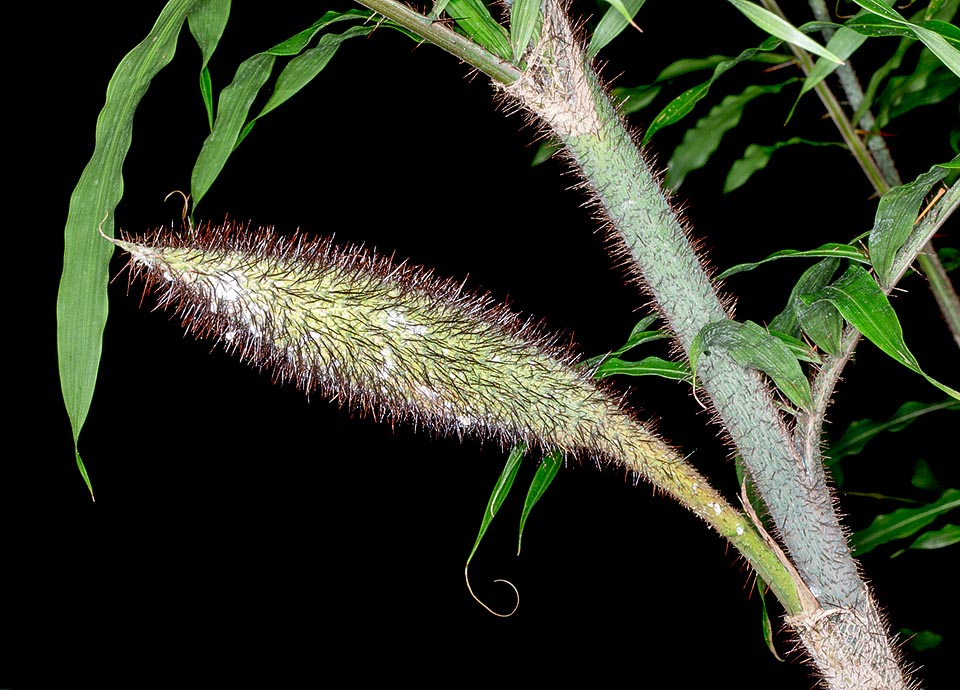 Particolare del fusto con l’insolita brattea spinosa, lunga anche 70 cm. Racchiude le infiorescenze con organi maschili e femminili che maturano in tempi diversi © Giuseppe Mazza