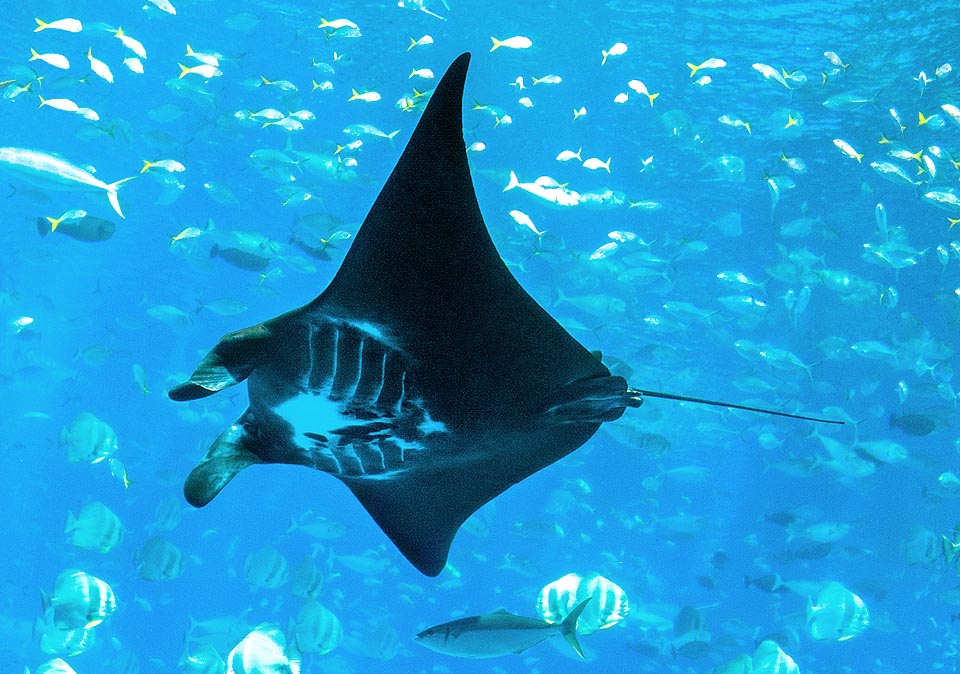 Manta alfredi, Reef manta ray