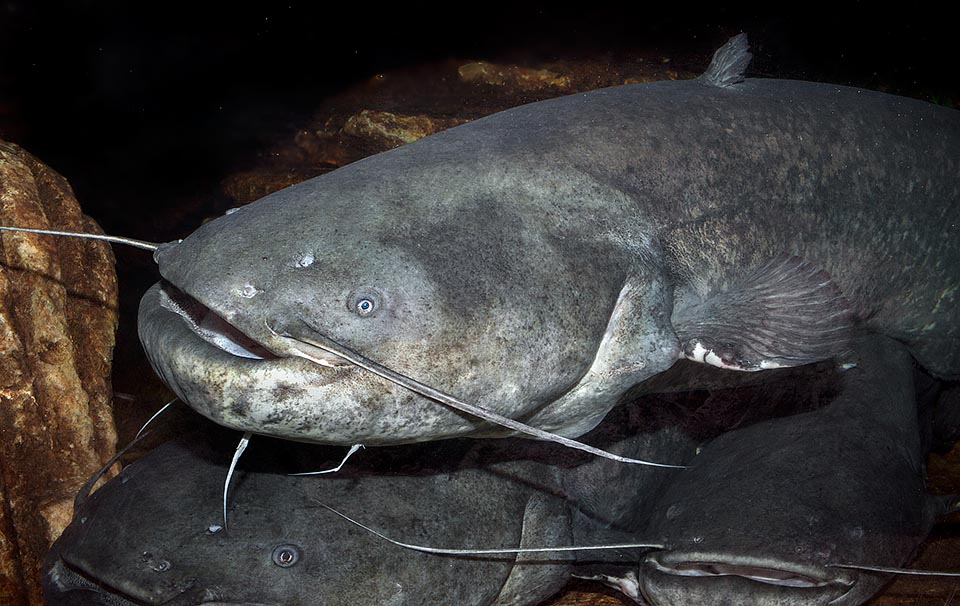 Silurus glanis, European catfish, Wels catfish