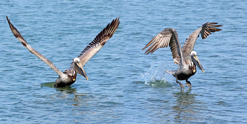 Pelecanus occidentalis, Pelecanidae, Pellicano bruno