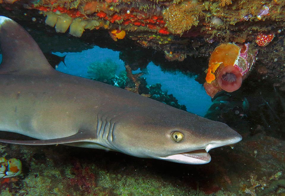 Si nutre principalmente di pesci ed in misura minore di crostacei e molluschi, nuotando in genere fra 8-40 m di profondità © Sebastiano Guido