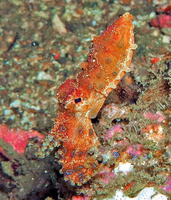 Ici, semblable à un sac, dans l’une de ses livrées de camouflage, grâce aux chromatophores de différentes couleurs qu’il dilate ou diminue recréant instantanément les couleurs et les dessins de l’environnement © Sebastiano Guido