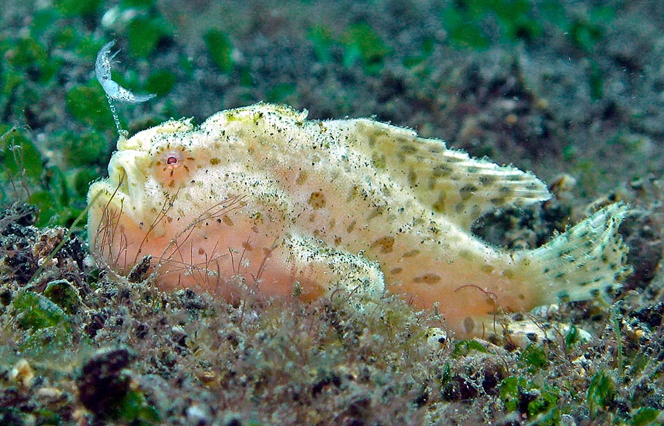 Antennarius striatus, poisson-grenouille strié, Antennariidae