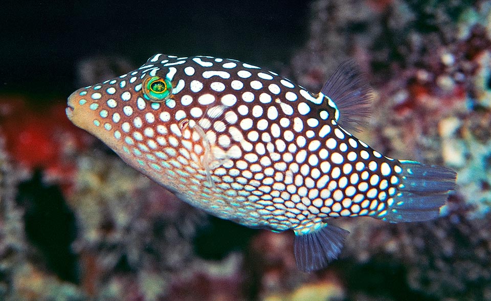 Un adulto de guardia, inspeccionando su territorio. El Canthigaster jactator rara vez alcanza los 9 cms. Se nutre de algas y es, a la vez, carnívoro