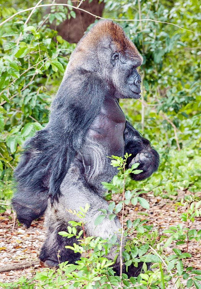 Aunque a menudo se mueve sobre 4 patas, este Gorilla gorilla no parece en absoluto torpe al caminar erguido 