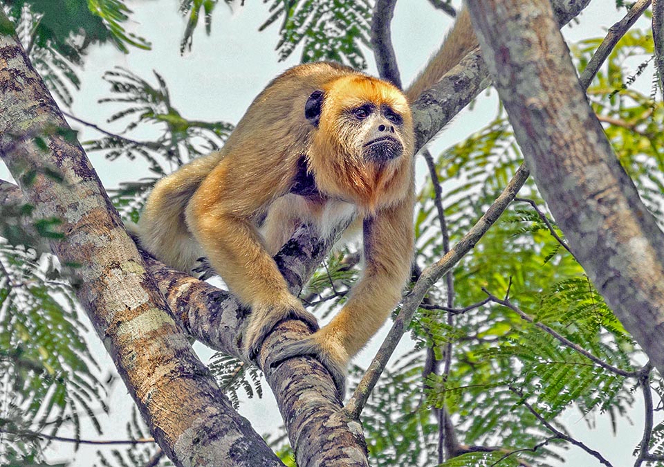 Alouatta caraya. Les Singes hurleurs sont des Platyrrhiniens d'environ 50-90 cm avec un poids dépassant 10 kg. La queue, aussi longue que le corps, est préhensile