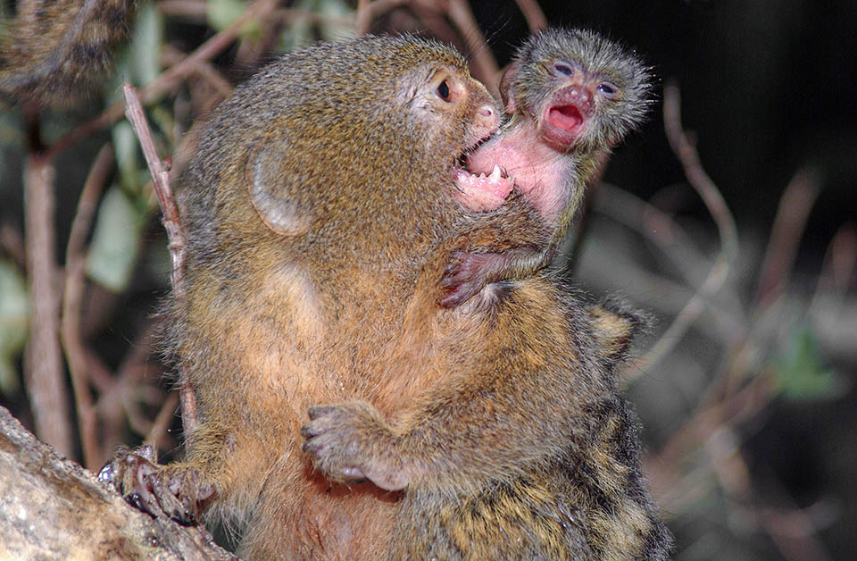 Callithrix pygmaea avec un jeune. Il vit dans le bassin supérieur de l'Amazone dans des forêts souvent inondées et riches en sous-bois. Comme Callithrix jacchus, c'est une espèce strictement succicole. En effet, il se nourrit en creusant l'écorce des arbres avec ses incisives inférieures longues et très pointues pour sucer la sève et la gomme 