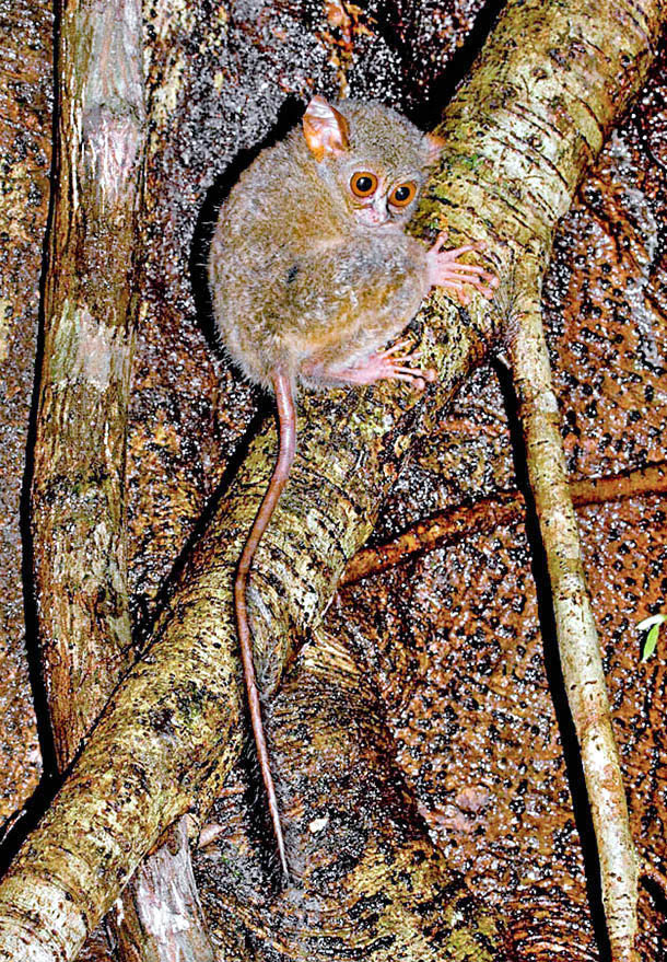 Clasificado por algunos estudiosos entre los Monos por la posición netamente frontal de los ojos y la ausencia del rinario, el Tarsero fantasma o Maki duende (Tarsius tarsier) es el único primate con una dieta exclusivamente carnívora 