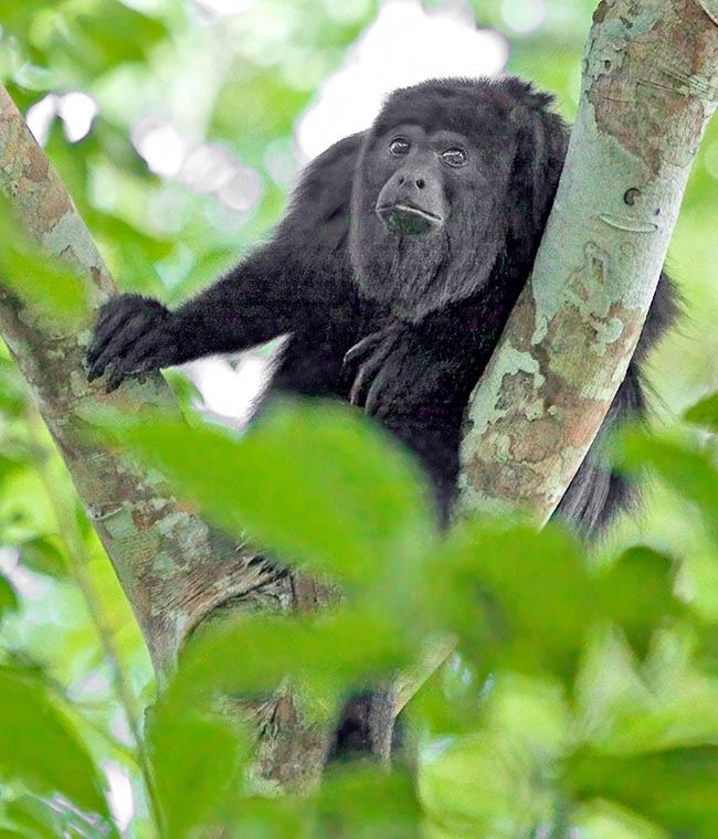 Alouatta pigra. Entre los monos Platirrinos sólo los Alouattas tienen la percepción de los colores 