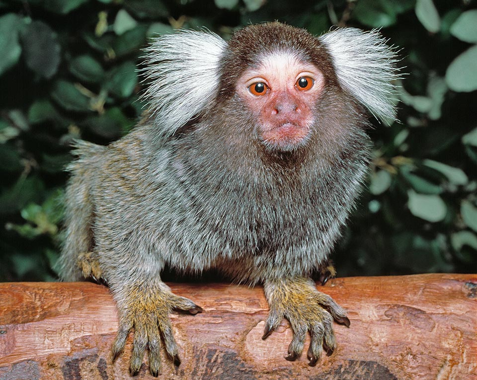 Callithrix jacchus est un Platyrrhinien reconnaissable aux deux touffes blanches à la hauteur de ses oreilles 