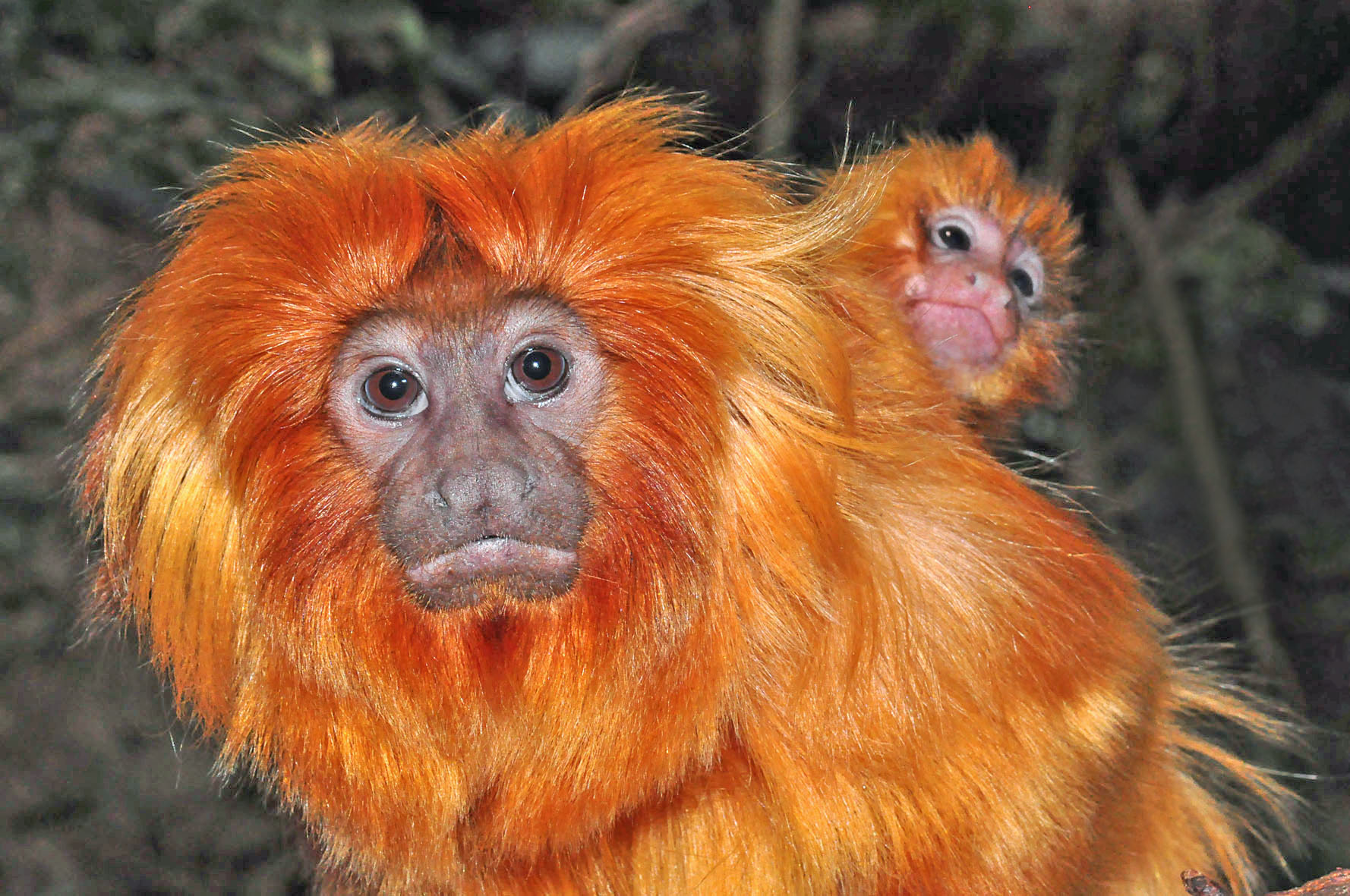 Leontopithecus rosalia, llamado tití león debido a los mechones de pelo eréctil a los lados de la cara que forman una melena, vive en la selva costera atlántica del sur de Brasil 