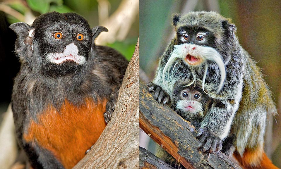 Saguinus labiatus y Saguinus imperator son cébidos que se distinguen de los otros platirrinos por sus dedos con garras 