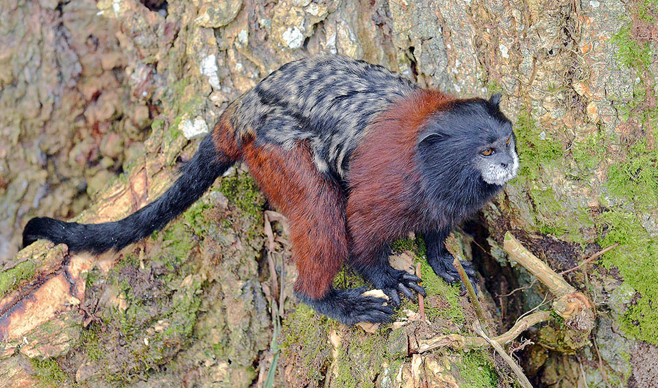 Saguinus fuscicollis vive en grupos de 3-10 individuos, liderados por una hembra dominante, entre las ramas de los árboles, buscando frutos, néctar e insectos de buen tamaño. Recorren hasta 2 km diarios para poder dar unos lametones a la savia y la resina ricos en calcio que aún salen de los cortes que hacen los titíes 