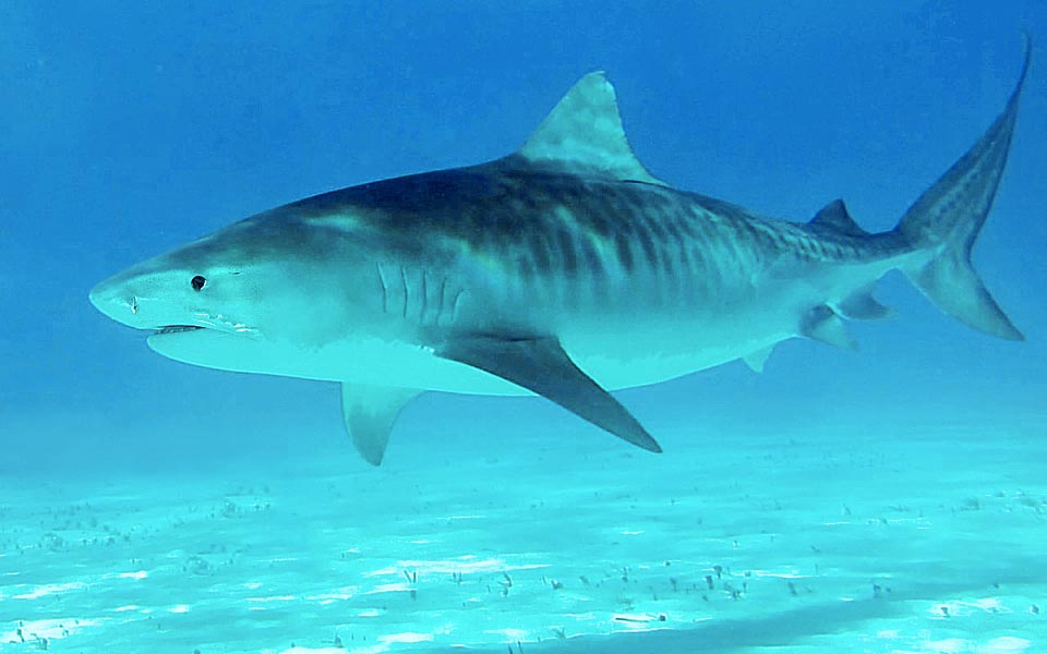 A diferencia del noble felino, es un verdadero basurero del mar. En su estómago se ha encontrado de todo: moluscos, crustáceos, peces de varias especies, trozos de cocodrilo y de ballena, bidones de carburante, desechos varios y por desgracia también restos humanos. La resiliencia es baja y el índice de vulnerabilidad preocupante © Sebastiano Guido