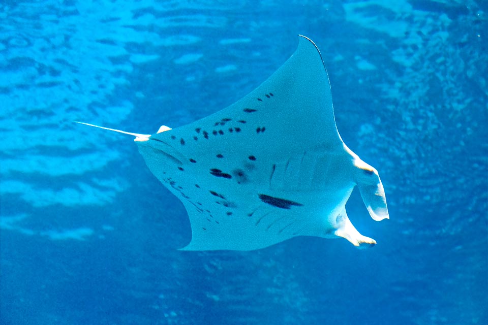 Manta alfredi, Reef manta ray