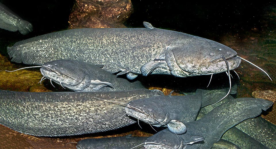 Les silures passent la journée dans des abris impénétrables et chassent la nuit : amphibiens et poissons dans leur jeunesse, mais aussi petits mammifères et oiseaux aquatiques © Giuseppe Mazza