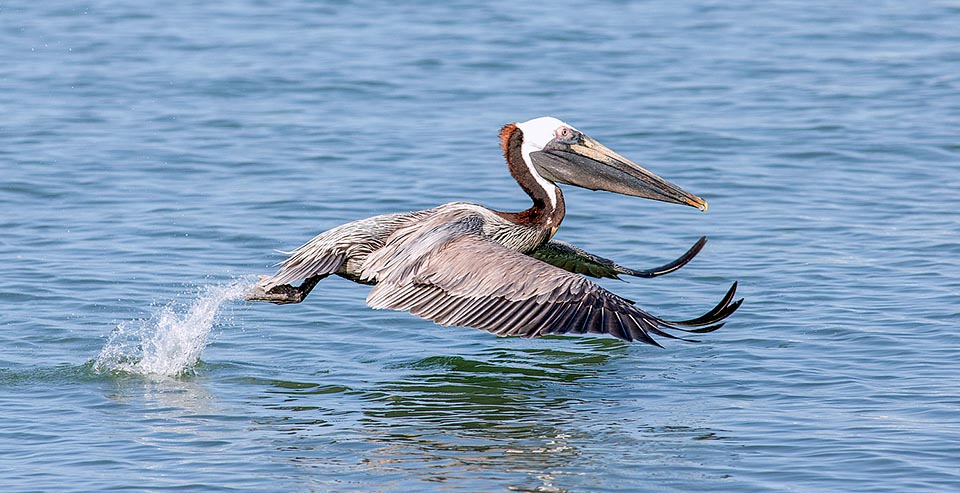 Pelecanus occidentalis, Pelecanidae, Pélican brun