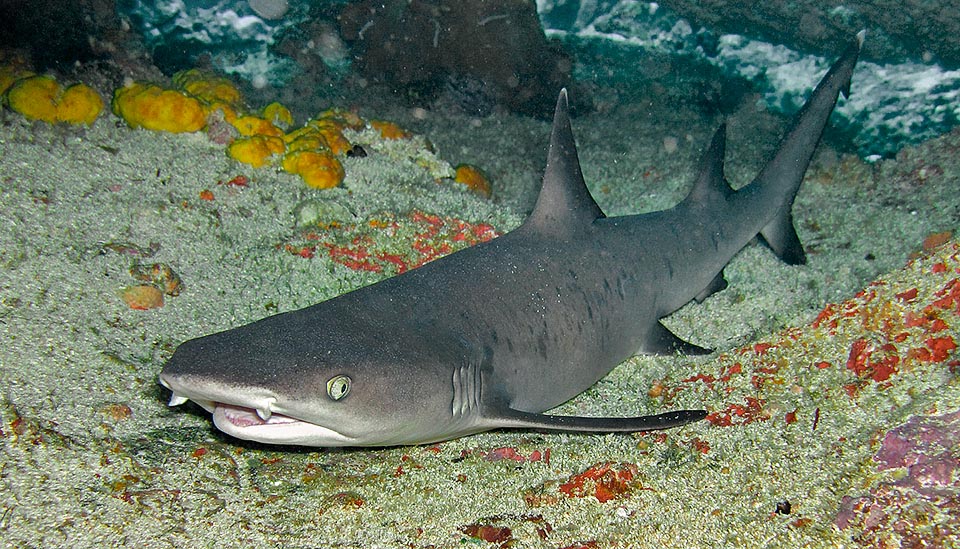 Eccolo mentre si riposa in una grotta. Si notano le caratteristiche pieghe di Schneider, una sorta di piccolo orlo posto all’entrata di quelle che sembrano narici e permettono in realtà agli squali d’individuare la presenza di prede sanguinanti. Per scovarle basta 1 parte di sangue su 100.000.000 di parti d’acqua © Sebastiano Guido