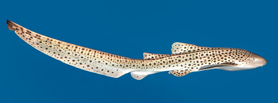 This is the pattern of a subadult with roundish spots not yet broken on the sides in the characteristic leopard spots drawing, shading towards the tail © Giuseppe Mazza