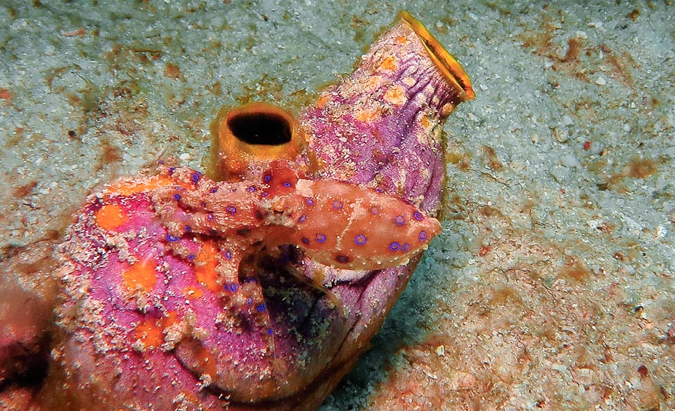 Hapalochlaena lunulata, Octopodidae, Greater blue-ringed octopus