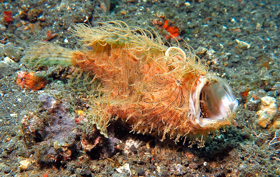 Here wide open. The Antennarius striatus yawns often, probably to re-align the jaws sprained by big preys, seen that it swallows fishes even of its size © Sebastiano Guido