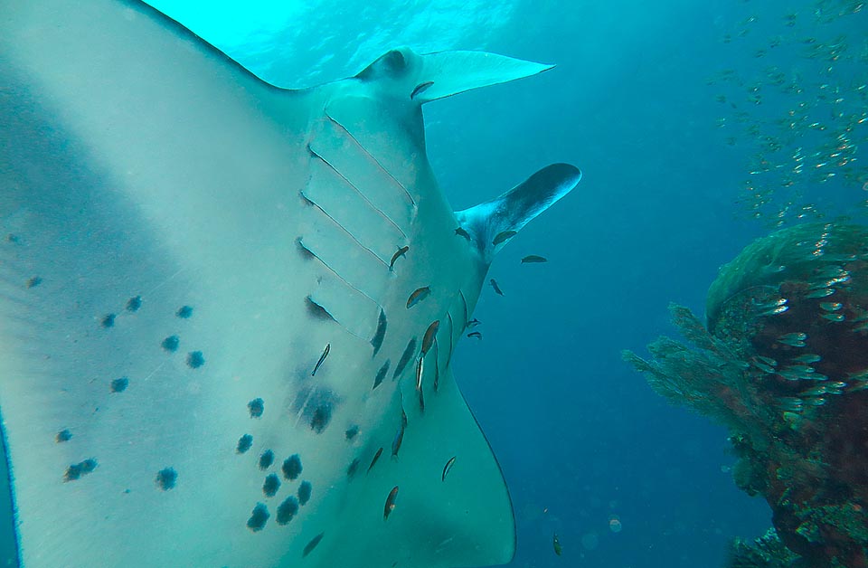 Manta alfredi, Reef manta ray