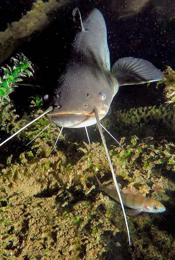 Silurus glanis, European catfish, Wels catfish