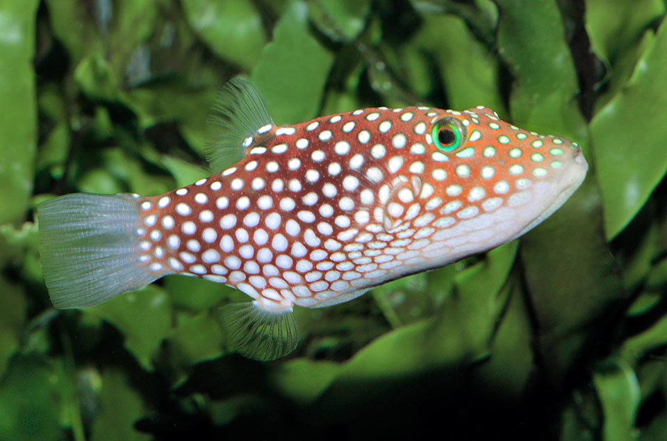 Por su tamaño podría ser una joya de acuario, pero es difícil de acostumbrar e infringe unas características cicatrices, en forma de media luna, en las aletas de otros peces 