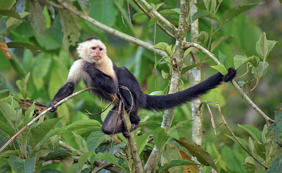 The Cebus capucinus live in troops of about twenty individuals, often noisy, with one dominant couple. The males defend the territory and the females stand guard 