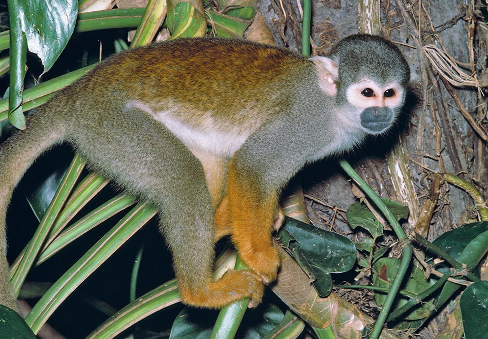 Saimiri sciureus, llamado Mono Ardilla por su modesto tamaño y la agilidad con la que se mueve entre las ramas, puede formar grupos de 300 individuos agrupados jerárquicamente en subgrupos 