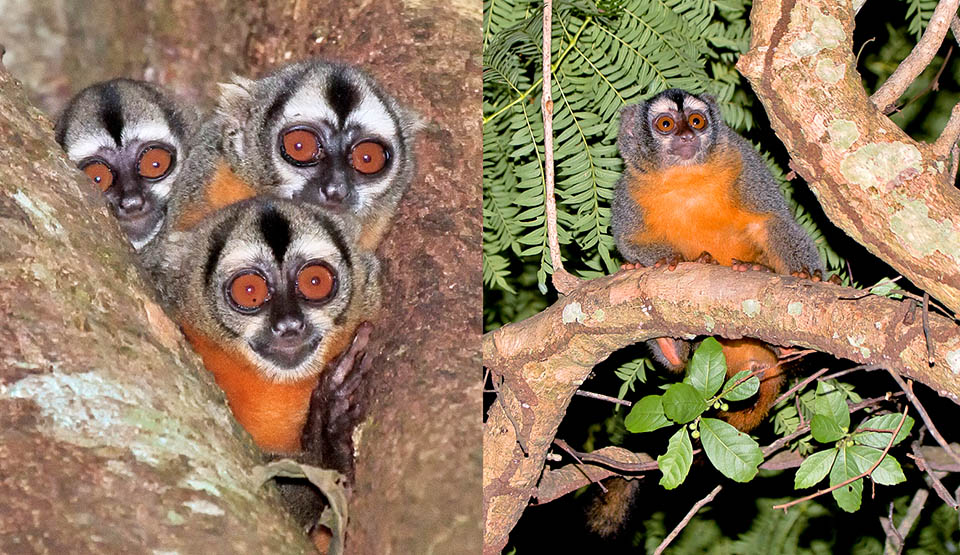 Also this little group of Aotus azarae goes out at dusk. But these are small monkeys having no tapetum lucidum typical to the species moving in the moonlight. For better collecting it they have then developed enormous eyes and refined the sense of smell. They look for small ripe fruits, flowers rich in nectar, tender buds, insects and eggs of birds 