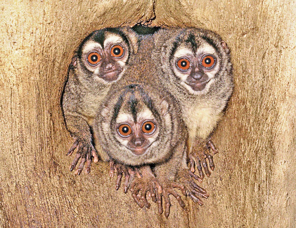 Una famiglia di Aotus trivirgatus. Gli Aotus sono animali notturni, che riposano in genere durante il giorno nelle cavità dei tronchi d'albero