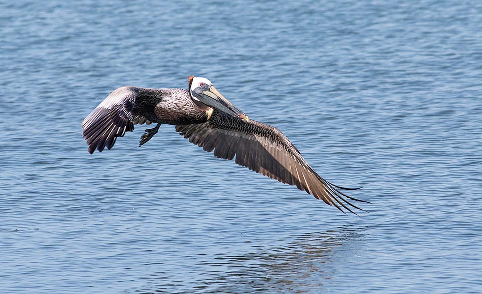 Pelecanus occidentalis, Pelecanidae, Pélican brun