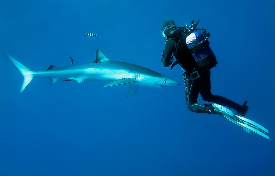 Incontro ravvicinato. La verdesca è un pesce molto curioso, facile da mettere in fuga. Il vero predatore semmai è l’uomo che mutila a morte questo squalo per le pinne, stupidamente ricercate in Oriente per zuppe e pietanze presunte afrodisiache. La resilienza della specie è molto bassa ed è oggi una specie a rischio © Sebastiano Guido