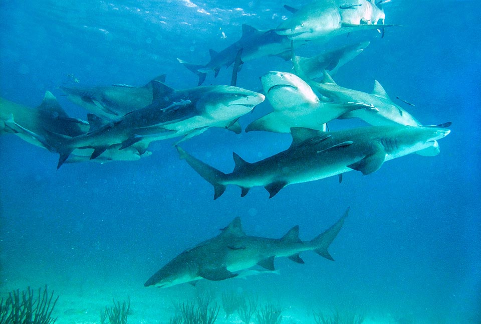 Banco en inmersión. Se alimentan principalmente de peces, con preferencia por los peces planos, las rayas y otros habitantes de los fondos arenosos © Sebastiano Guido