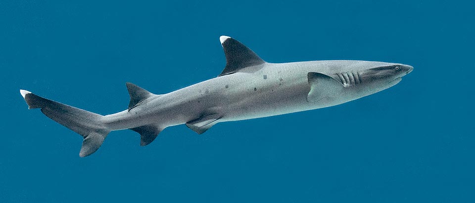 Triangles blancs caractéristiques sur la pointe de la première nageoire dorsale et de la queue. Un petit requin inoffensif dont l’indice de vulnérabilité est très élevé © Giuseppe Mazza