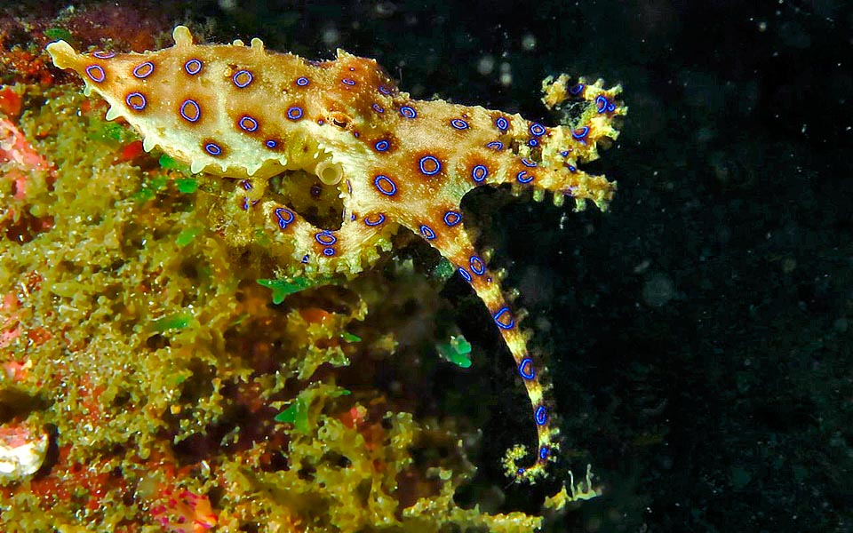 Hapalochlaena lunulata, Octopodidae, Greater blue-ringed octopus