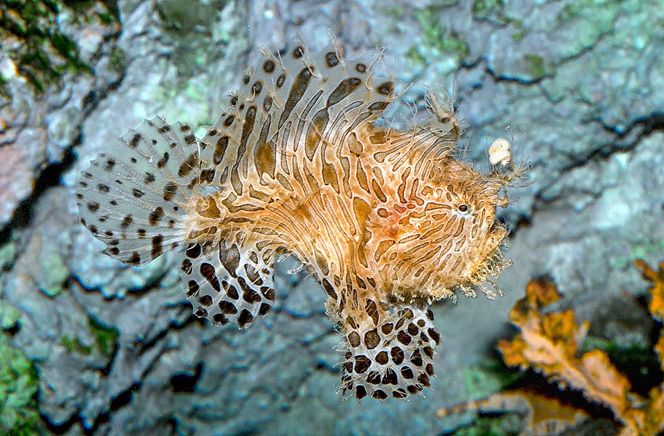 Antennarius striatus, llamado Ranisapo estriado, Antennariidae