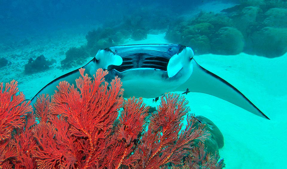 Quand on la rencontre sous l’eau, la caractéristique la plus frappante est l’incroyable cavité buccale montrant de l’intérieur les grandes fentes branchiales et la structure cartilagineuse de la partie dorsale. Considéré un temps comme dangereuse, aujourd’hui elle est redevenu dans l’imaginaire collectif ce bon géant qu’elle a toujours été © Sebastiano Guido